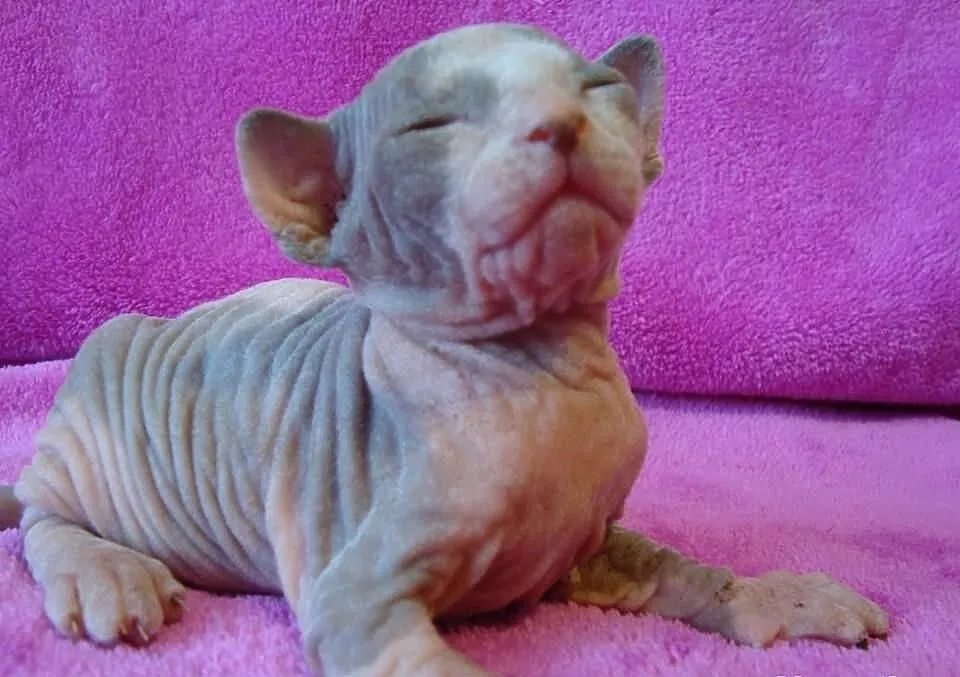 Sprzedam kocurka C 09 Sfinks Sphynx