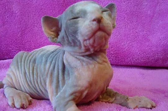 Sprzedam kocurka C 09 Sfinks Sphynx