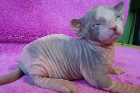 Sprzedam kocurka C 09 Sfinks Sphynx