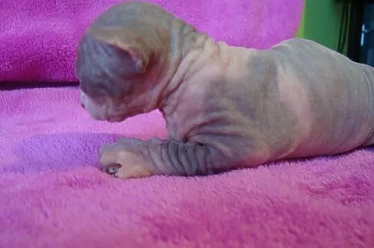 Sprzedam kocurka C 09 Sfinks Sphynx