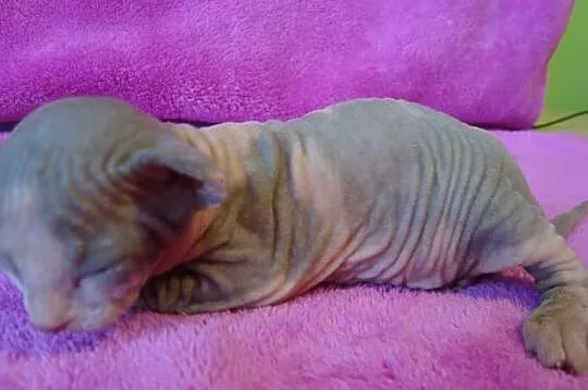 Sprzedam kocurka C 09 Sfinks Sphynx