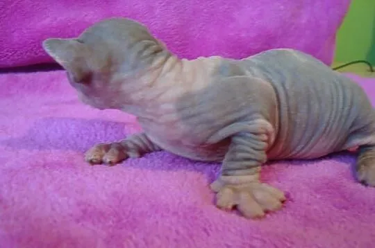 Sprzedam kocurka C 09 Sfinks Sphynx