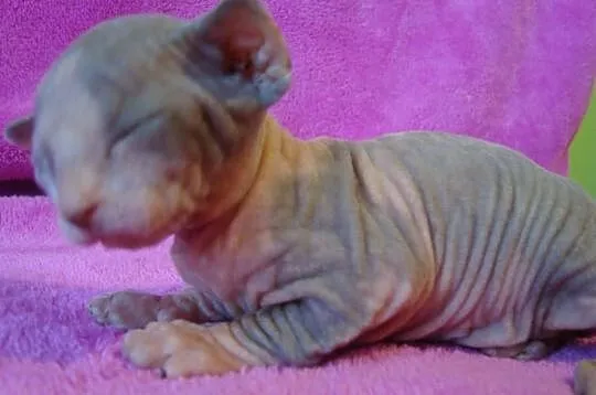 Sprzedam kocurka C 09 Sfinks Sphynx