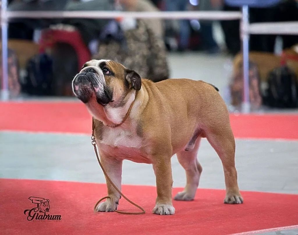 Reproduktor buldog angielski hodowla GLABRUM, , Bieleckie Młyny