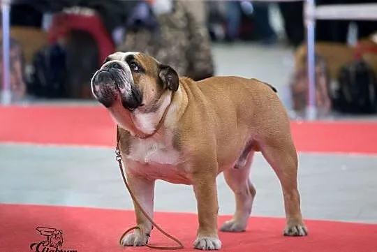 Reproduktor buldog angielski hodowla GLABRUM, , Bieleckie Młyny