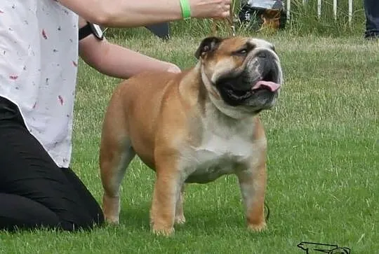 Reproduktor buldog angielski hodowla GLABRUM, , Bieleckie Młyny
