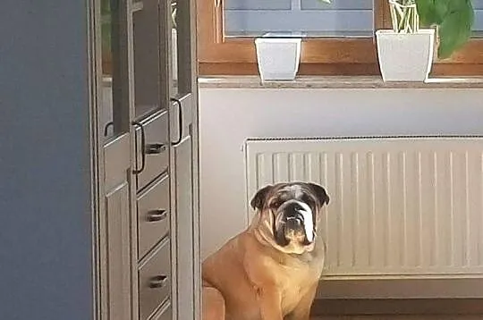 Reproduktor buldog angielski hodowla GLABRUM, , Bieleckie Młyny