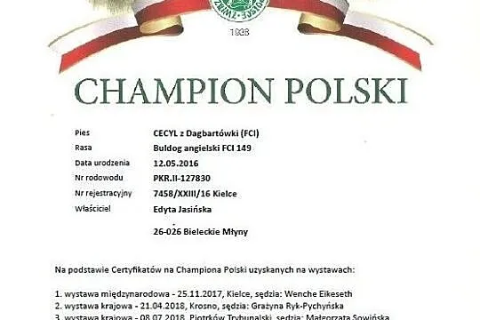 Reproduktor buldog angielski hodowla GLABRUM, , Bieleckie Młyny