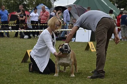 Reproduktor buldog angielski hodowla GLABRUM, , Bieleckie Młyny
