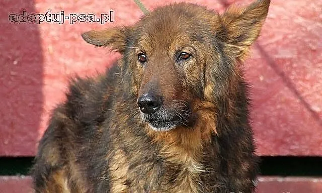 CHOMIŚ - dostojny, bezradny owczarek do adopcji