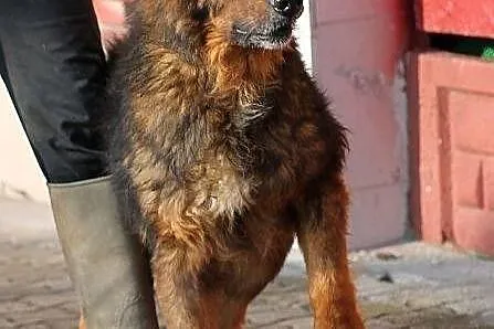 CHOMIŚ - dostojny, bezradny owczarek do adopcji