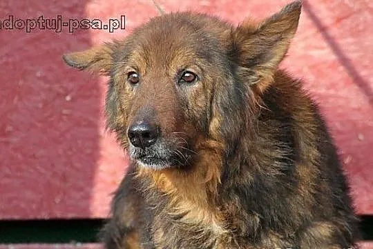 CHOMIŚ - dostojny, bezradny owczarek do adopcji