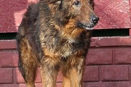 CHOMIŚ - dostojny, bezradny owczarek do adopcji