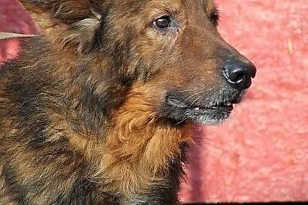CHOMIŚ - dostojny, bezradny owczarek do adopcji