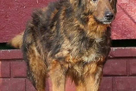 CHOMIŚ - dostojny, bezradny owczarek do adopcji