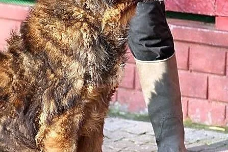 CHOMIŚ - dostojny, bezradny owczarek do adopcji