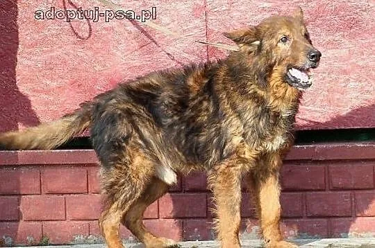 CHOMIŚ - dostojny, bezradny owczarek do adopcji