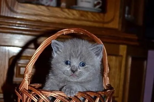 Koty Brytyjskie, kotki, kocięta niebieskie i lilio