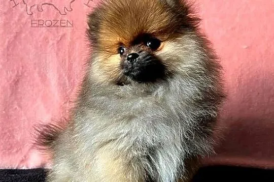 Szpic Miniaturowy, Pomeranian - suczki