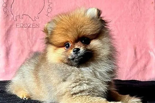 Szpic Miniaturowy, Pomeranian - suczki, Łódzkie, Łódź