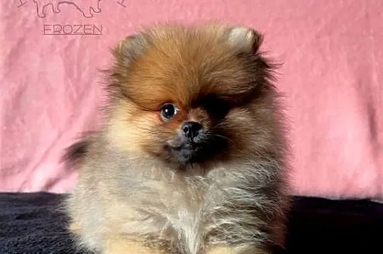Szpic Miniaturowy, Pomeranian - suczki, Łódzkie, Łódź