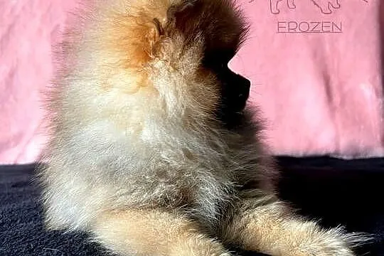 Szpic Miniaturowy, Pomeranian - suczki, Łódzkie, Łódź