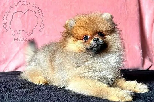 Szpic Miniaturowy, Pomeranian - suczki, Łódzkie, Łódź