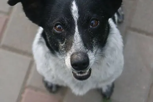 Irka &#8211; mała, sympatyczna suczka do adopc