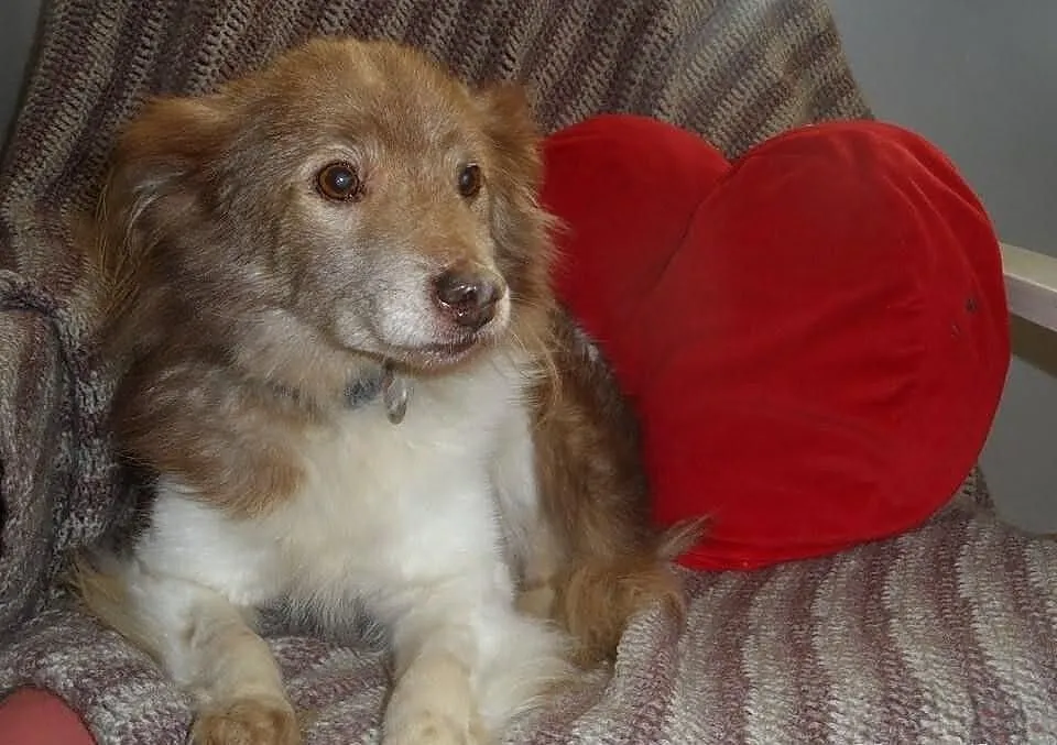 Mały blokowy piesek Bursztynek ADOPCJA ŁTOnZ