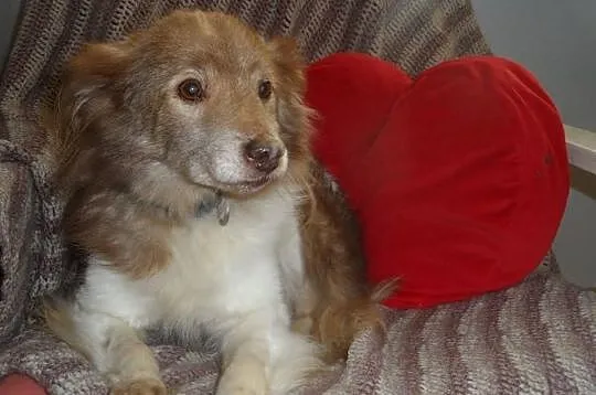 Mały blokowy piesek Bursztynek ADOPCJA ŁTOnZ