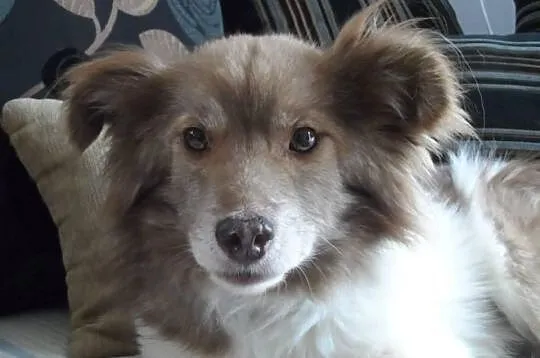 Mały blokowy piesek Bursztynek ADOPCJA ŁTOnZ