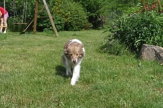 Mały blokowy piesek Bursztynek ADOPCJA ŁTOnZ