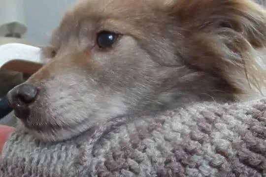 Mały blokowy piesek Bursztynek ADOPCJA ŁTOnZ