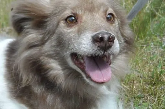 Mały blokowy piesek Bursztynek ADOPCJA ŁTOnZ