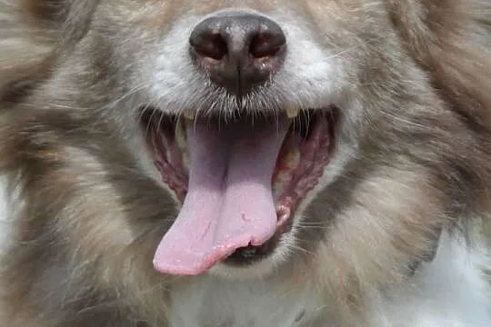 Mały blokowy piesek Bursztynek ADOPCJA ŁTOnZ
