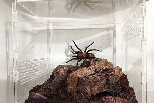 Terrarium + Davus pentaloris samica