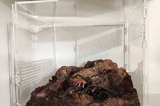 Terrarium + Davus pentaloris samica, Mazowieckie, Warszawa