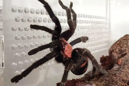 Terrarium + Davus pentaloris samica, Mazowieckie, Warszawa