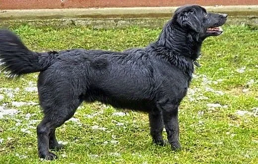 Miki jest mądrym, przemiłym, wesołym psem do adopc