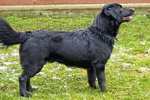 Miki jest mądrym, przemiłym, wesołym psem do adopcji, lubuskie Nowa Sól