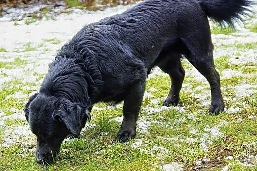 Miki jest mądrym, przemiłym, wesołym psem do adopc