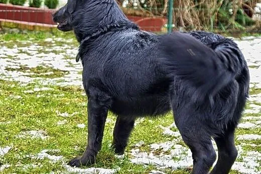 Miki jest mądrym, przemiłym, wesołym psem do adopc