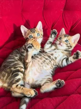 Koty Bengalskie kocieta.. e-mail z aktualizacjami: {{patrycjapolaczek693@gmail.com}}, , Lubiąż
