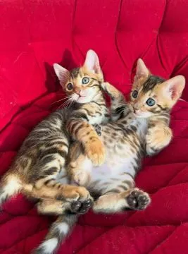 Koty Bengalskie kocieta.. e-mail z aktualizacjami: {{patrycjapolaczek693@gmail.com}}, , Lubiąż