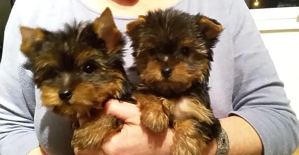Yorki, miniaturki