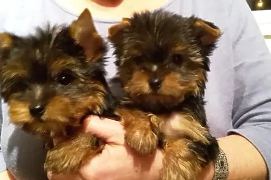 Yorki, miniaturki
