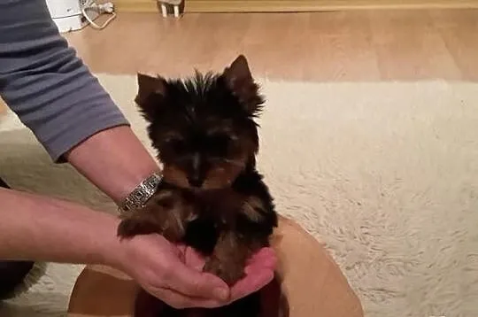Yorki, miniaturki