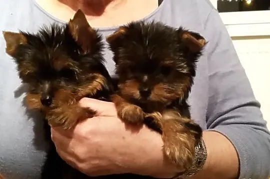 Yorki, miniaturki