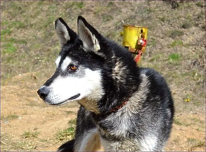 Robin - młody, czaderski husky :)