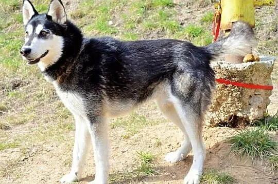 Robin - młody, czaderski husky :)